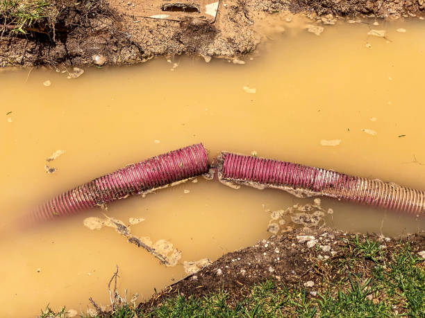 Best Water damage cleanup near me  in Pinckneyvle, IL